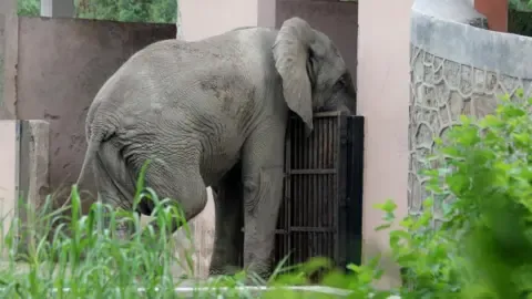 The Solitary Life and Death of India’s Capital’s Sole Elephant from Africa