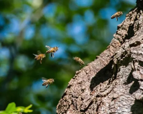 Why Saving Honeybees Might Negatively Affect Other Pollinators